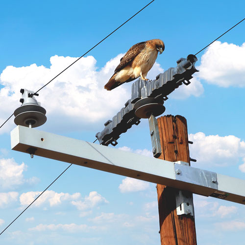 TE Connectivity Solution Wildlife Asset Protection