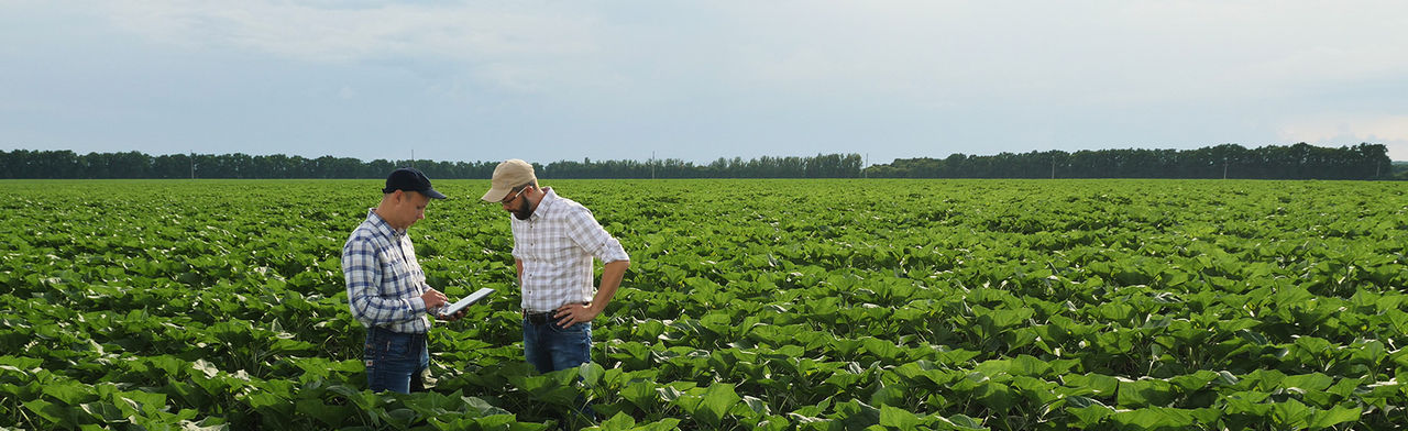 Two male farmers are working in the field with tablet